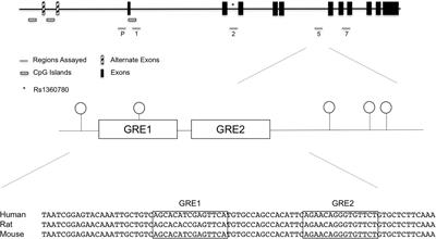 Effect of Genotype and Maternal Affective Disorder on Intronic Methylation of FK506 Binding Protein 5 in Cord Blood DNA